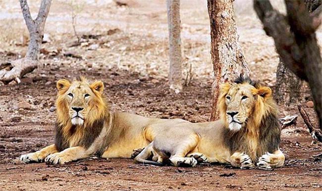 Conservation Challenges For Endangered Asiatic Indian Lions In South